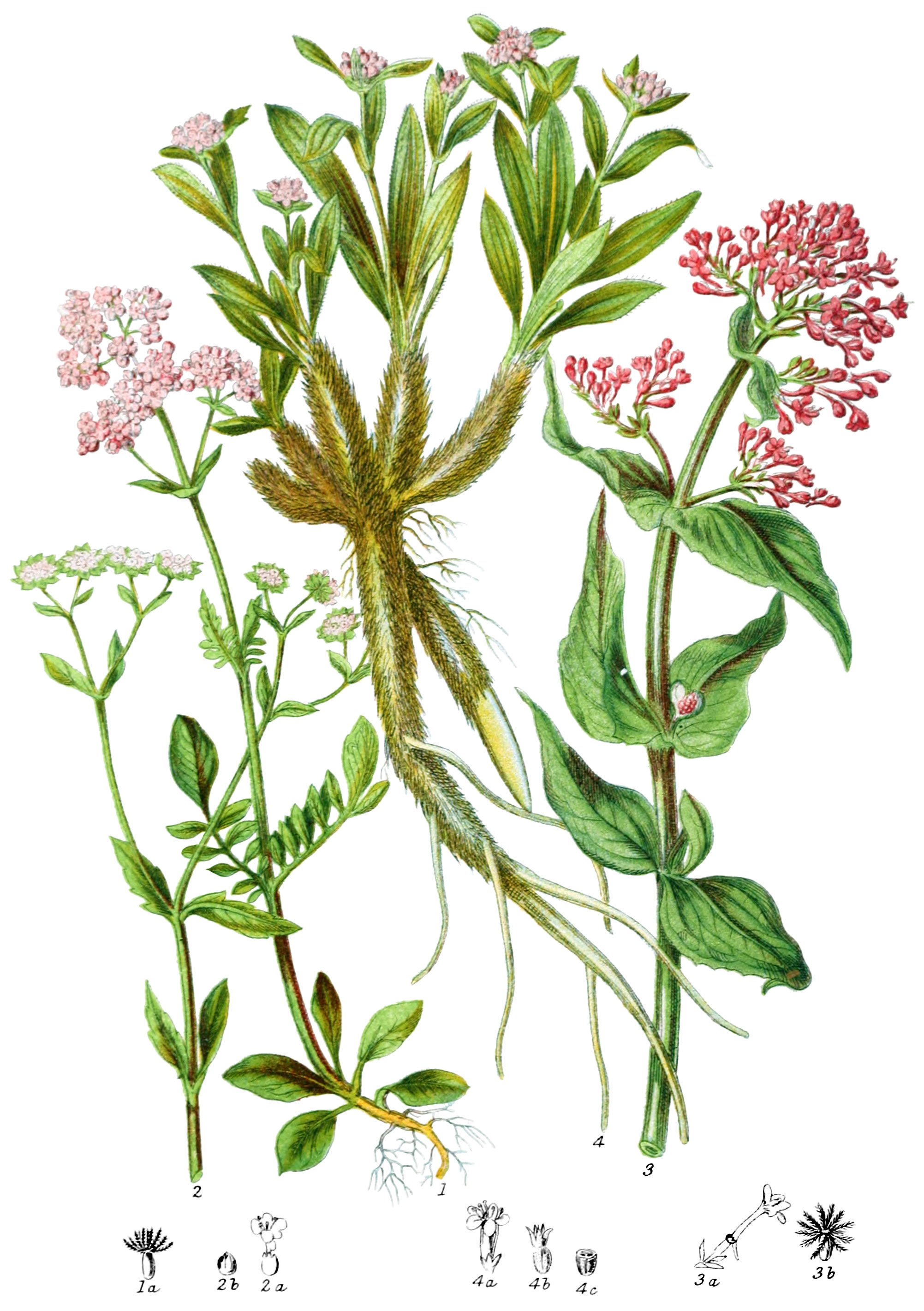 Валериана аптечная (Valeriana officinalis l.)
