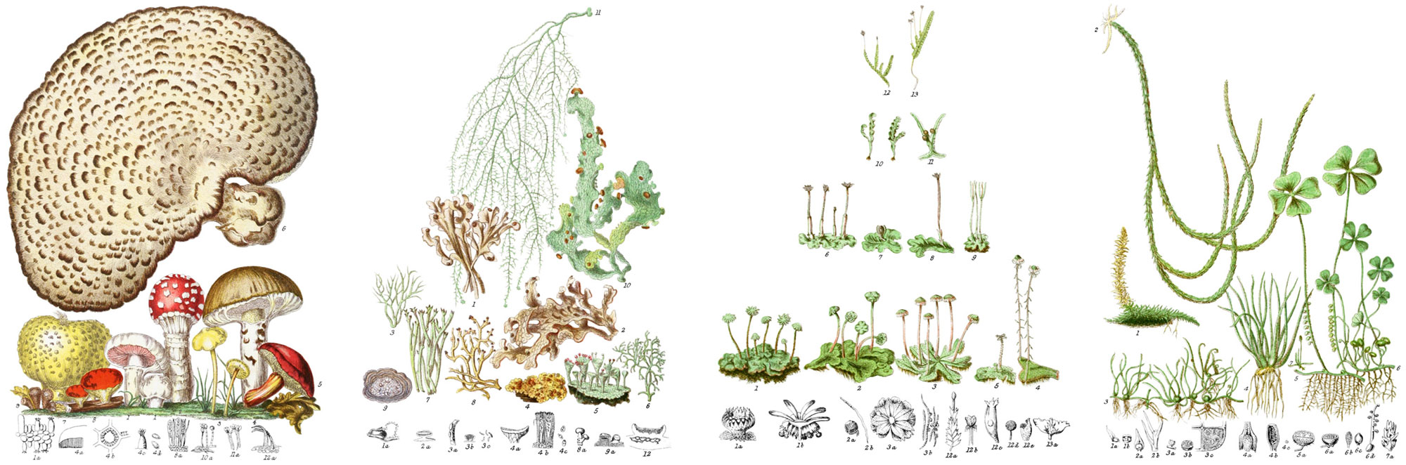 Fungus, Lichens, Marchantia, and Lycopodium