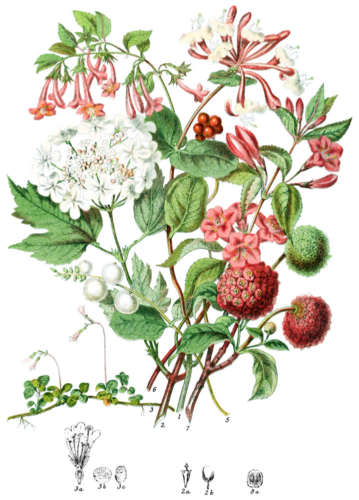 Caprifoliaceæ, The Honeysuckle Tribe - Illustrations of the Natural ...