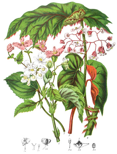 Begoniaceæ